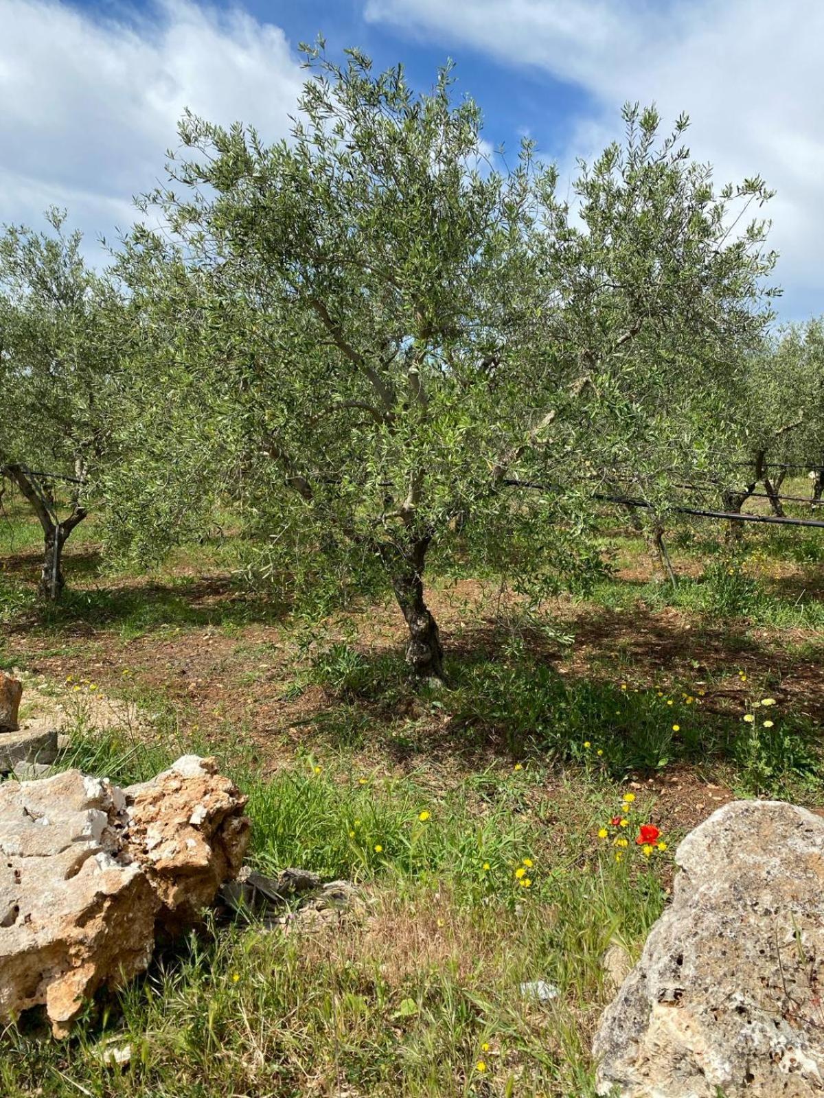 Villa Trellame - Casa Vacanze Tra Gli Ulivi Acquaviva delle Fonti Exterior photo